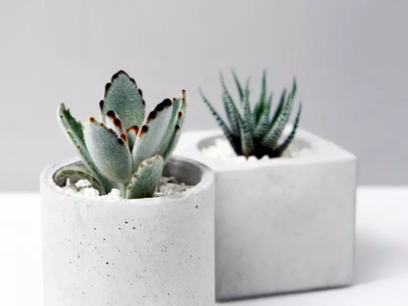 水泥植栽課程 一方一圓多肉水泥盆栽創作