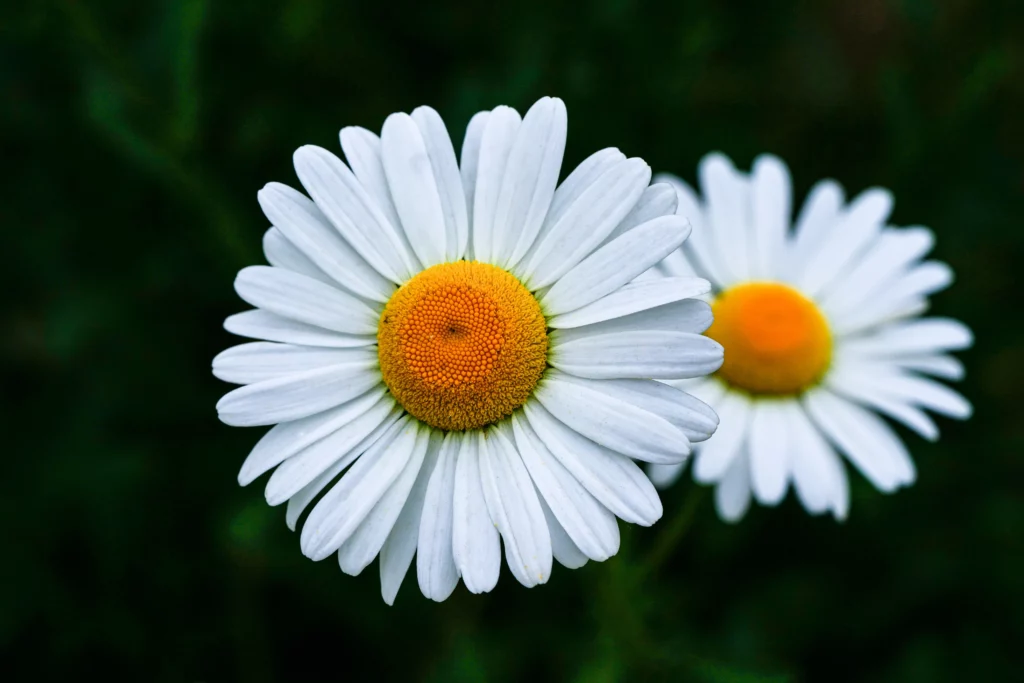 雛菊