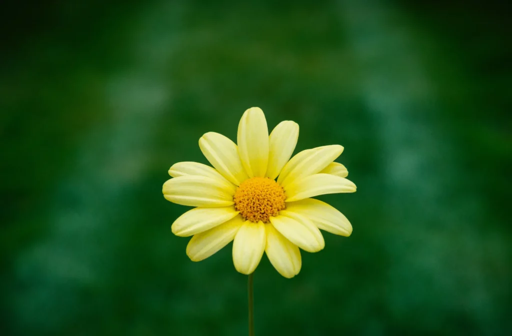 雛菊