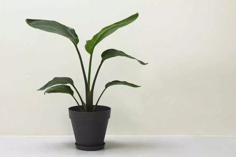 天堂鳥