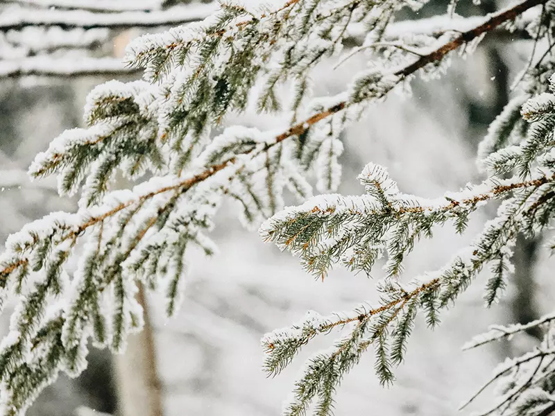雪松