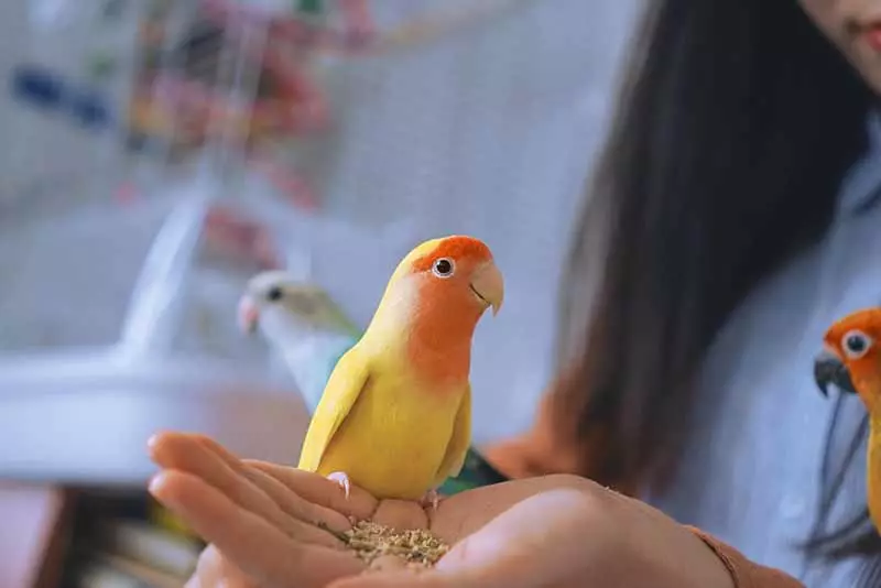 適合養在房間的寵物