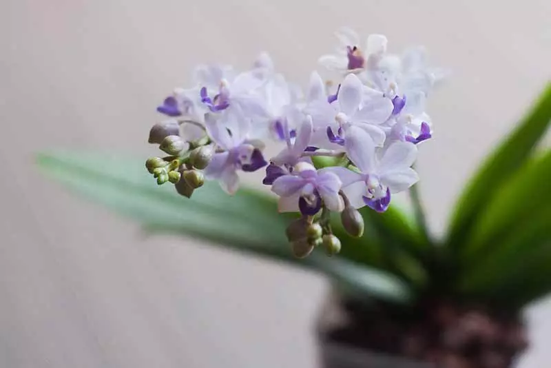 辦公室植物推薦