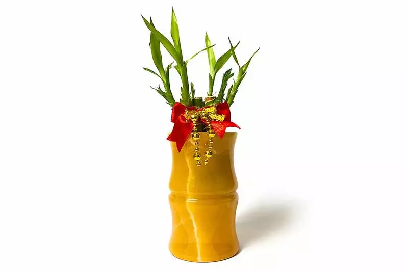 辦公室植物推薦