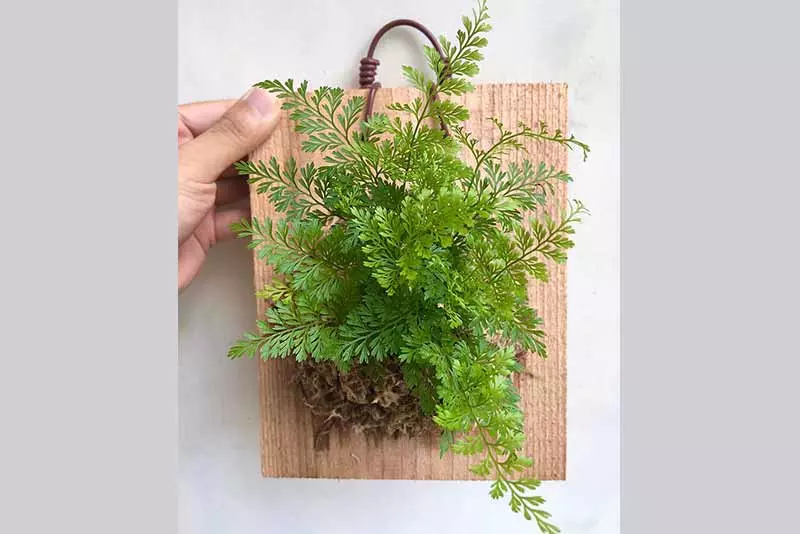 辦公室植物推薦