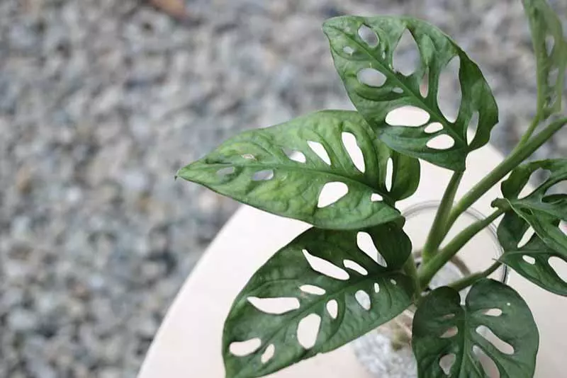 辦公室植物推薦