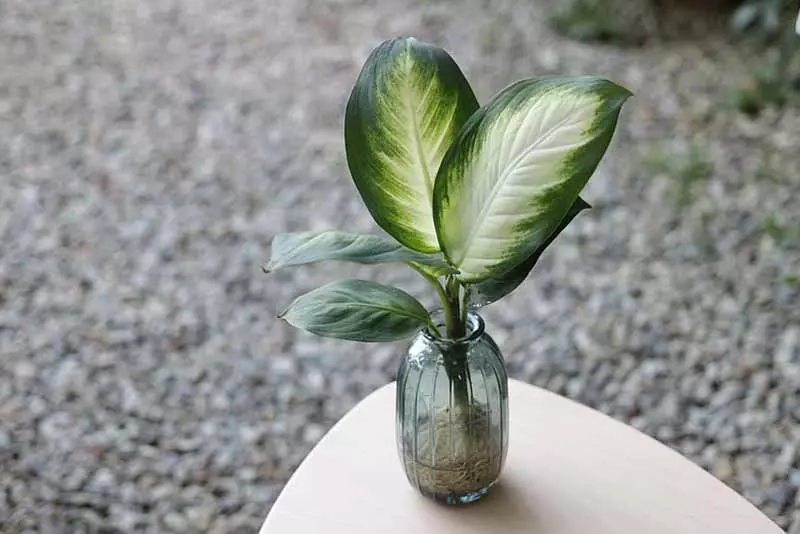 辦公室植物推薦