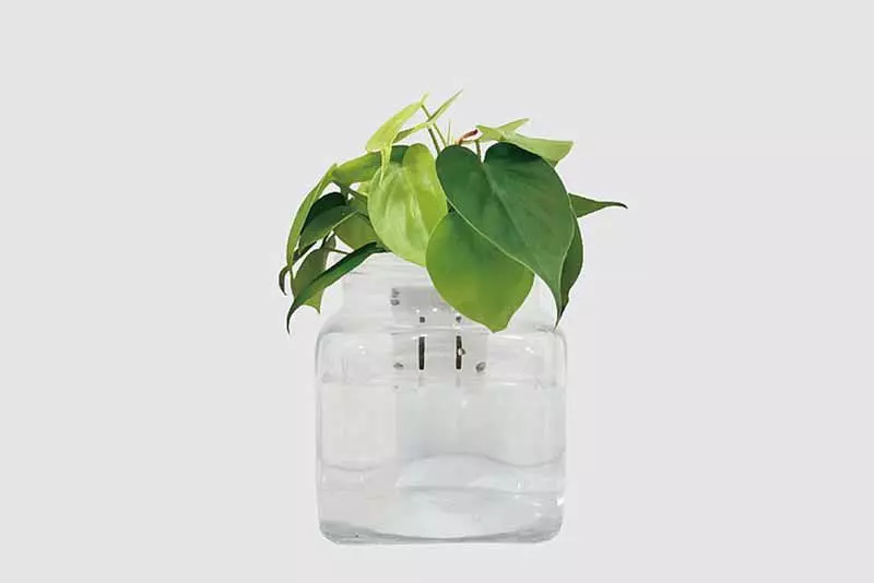 辦公室植物推薦