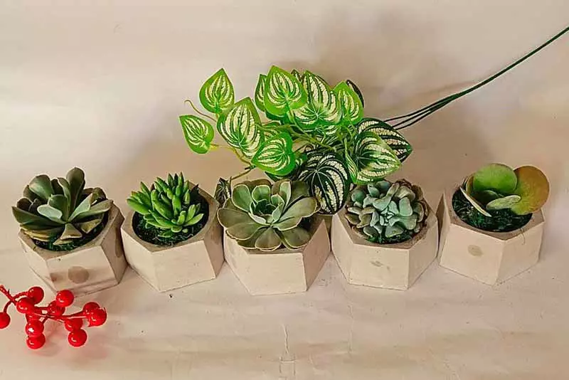 辦公室植物推薦