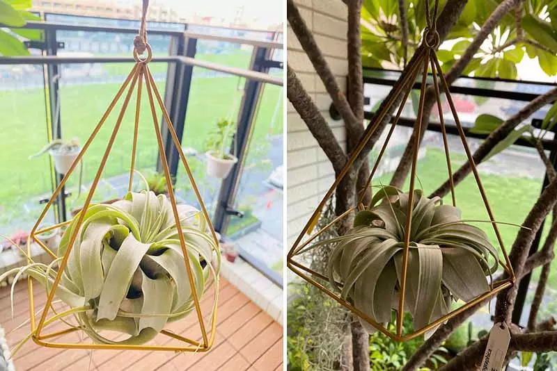 辦公室植物推薦