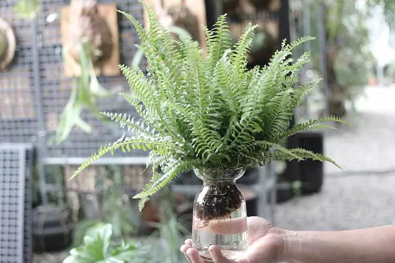 辦公室植物推薦